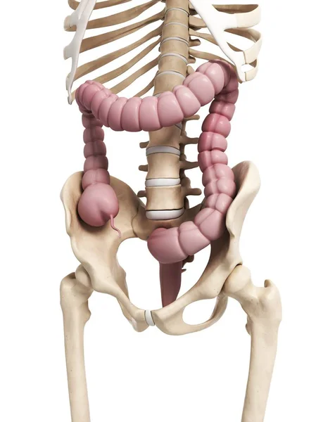 Sistema esquelético e intestino grueso — Foto de Stock