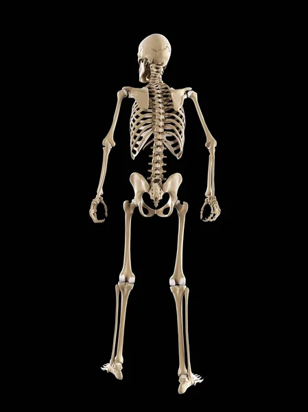 Normale skelet van volwassene — Stockfoto