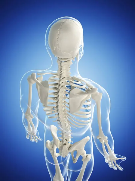 Knochen des Rückens und der Schulterblätter — Stockfoto