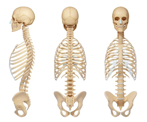 Normal rib cage — Stock Photo, Image