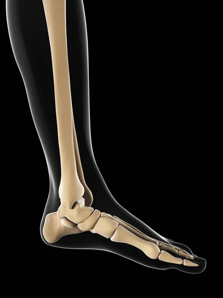 Normal foot bones anatomy — Stock Photo, Image