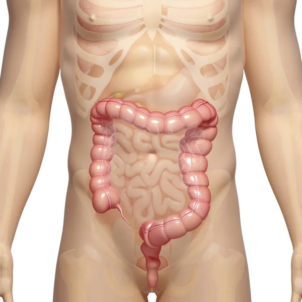 Gros intestins sains — Photo