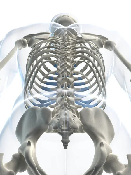 Rear view of spine — Stock Photo, Image