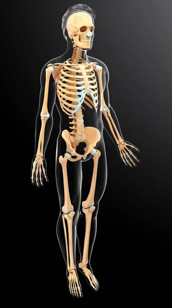 Skeletal system and anatomy of adult human — Stock Photo, Image