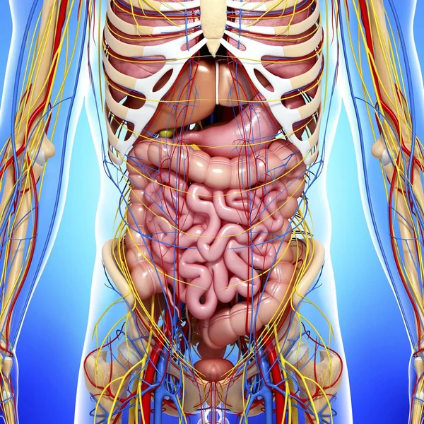 Órgãos internos, sistemas circulatório e nervoso — Fotografia de Stock