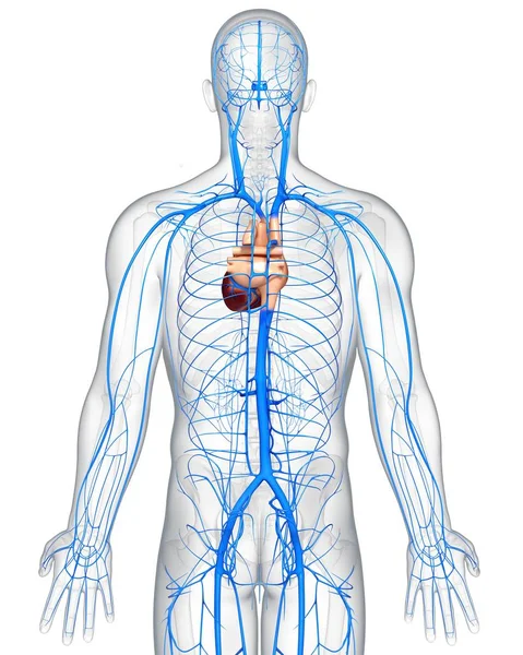 Anatomia człowieka żyłach — Zdjęcie stockowe