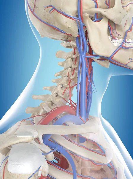 Sistema vascular del cuello —  Fotos de Stock