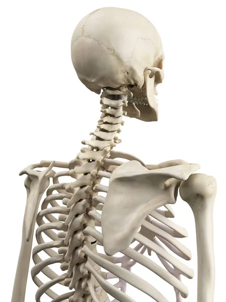 上半身骨骼解剖 — 图库照片