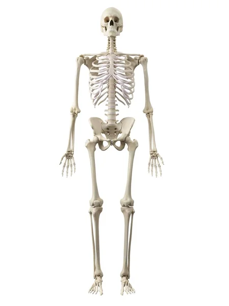Ludzkiego szkieletu — Zdjęcie stockowe