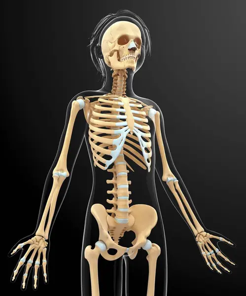 Normális csontváz-rendszer — Stock Fotó