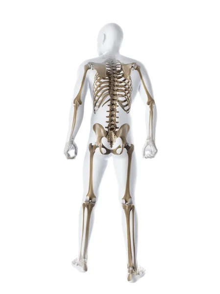 Squelette masculin adulte — Photo