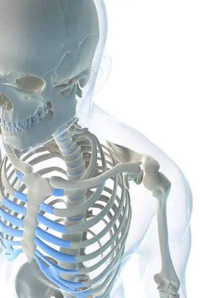 View of human skeleton — Stock Photo, Image