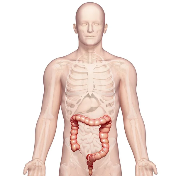 Healthy large intestines — Stock Photo, Image