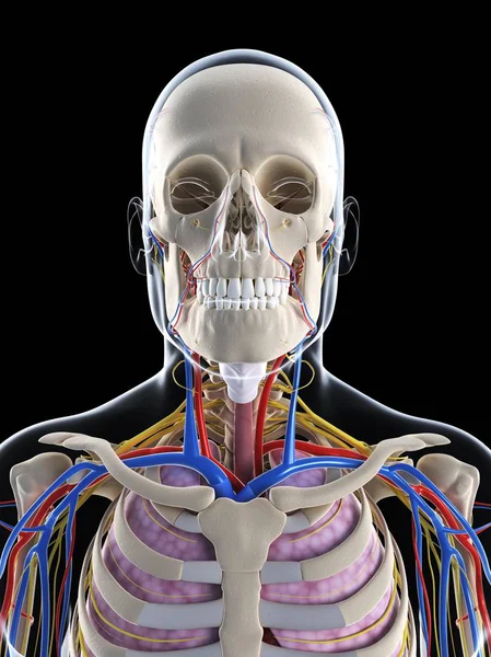 Adult male structural anatomy — Stock Photo, Image