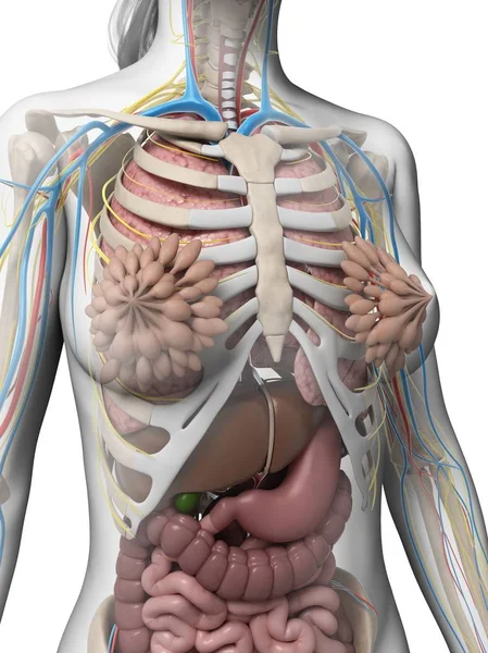 Anatomia estrutural feminina — Fotografia de Stock