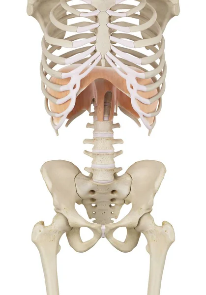 Anatomía del diafragma humano — Foto de Stock