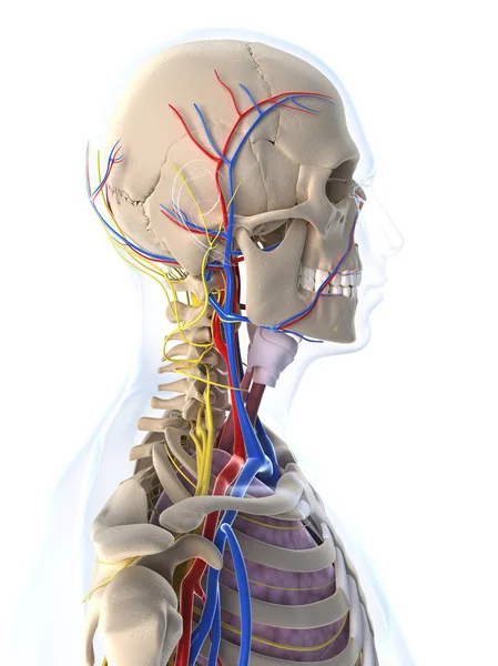 Estrutura óssea e sistema circulatório do crânio humano — Fotografia de Stock