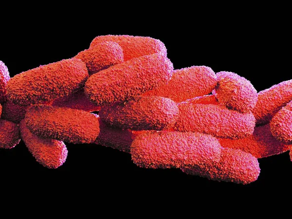 Legionella Pneumophila bacteriën — Stockfoto