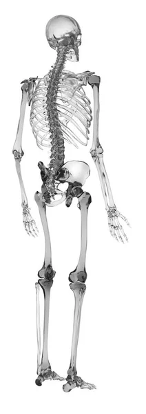 Rendering schematico del sistema scheletrico umano — Foto Stock