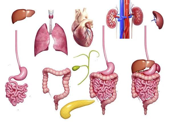 Złożony obraz narządów ludzkich — Zdjęcie stockowe