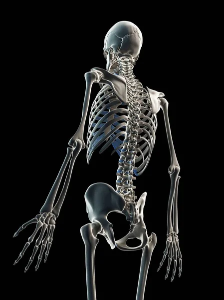 Скелет человека и позвонки позвоночника — стоковое фото