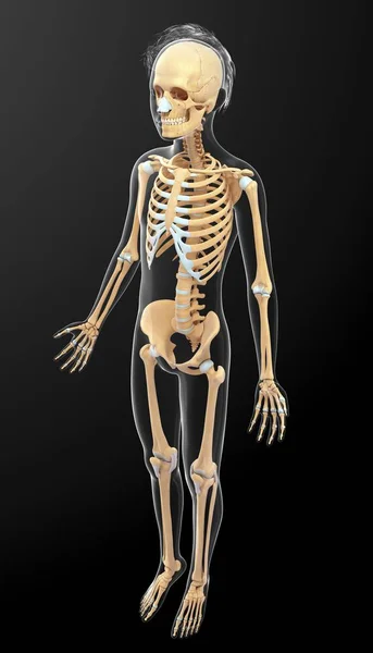 Strukturelle Anatomie des erwachsenen Menschen — Stockfoto