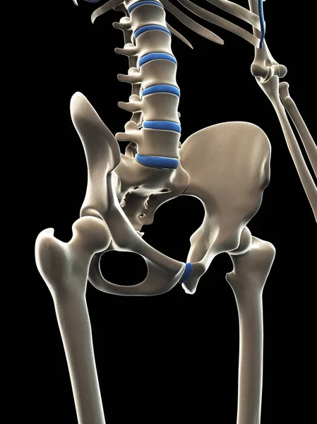 Kości miednicy i kręgosłupa lędźwiowego — Zdjęcie stockowe