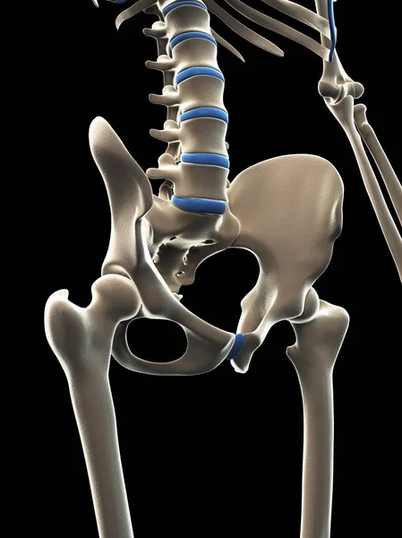Тазовые кости и поясничный отдел позвоночника — стоковое фото