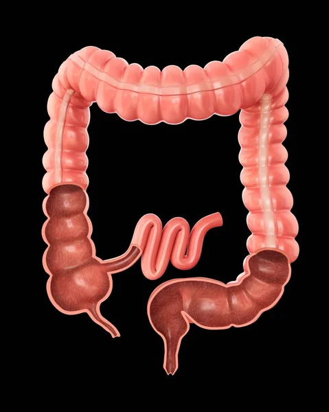 Corte transversal de un intestino grueso — Foto de Stock