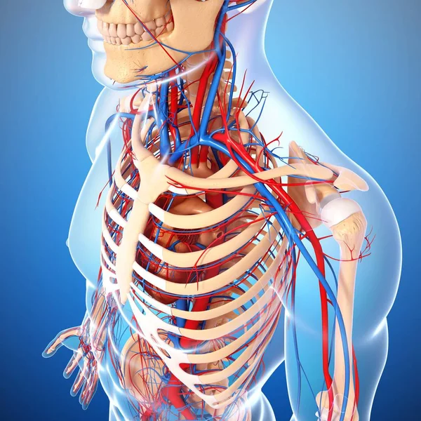 Скелетная и сердечно-сосудистая системы — стоковое фото