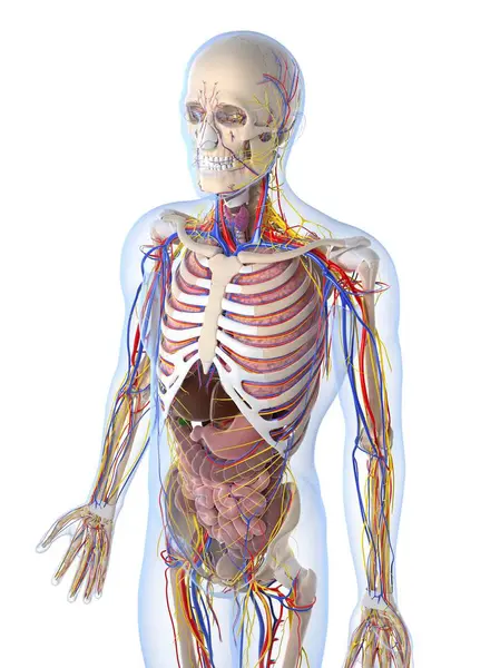 Sistema cardiovascular y órganos internos — Foto de Stock