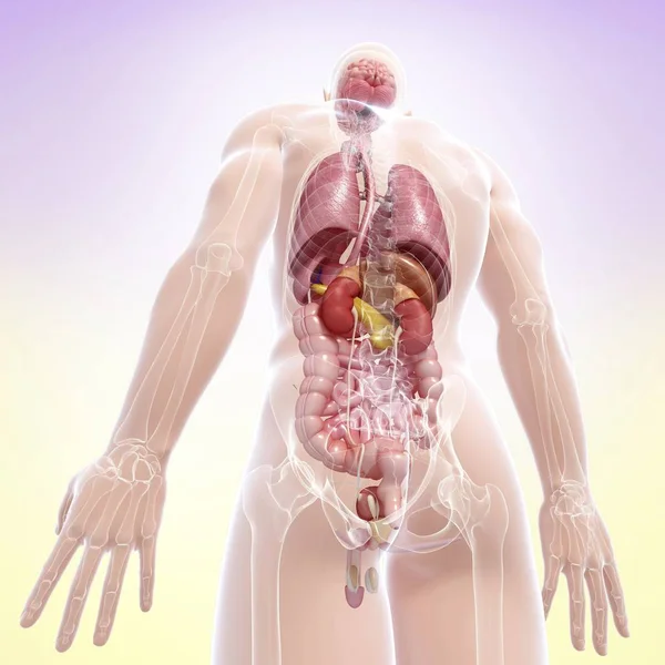骨骼系统与身体器官 — 图库照片