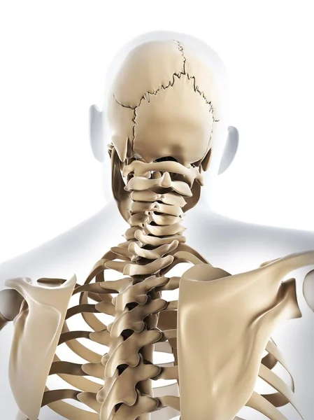 Menschliche Schulterknochenstruktur — Stockfoto