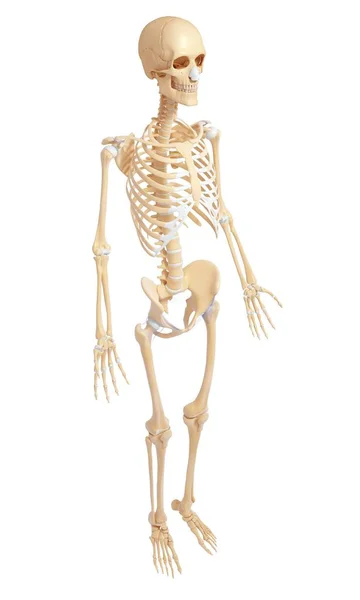 Förenklade mänskligt skelett — Stockfoto