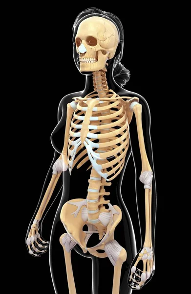 Skeletal system and cartilage of adult human — Stock Photo, Image