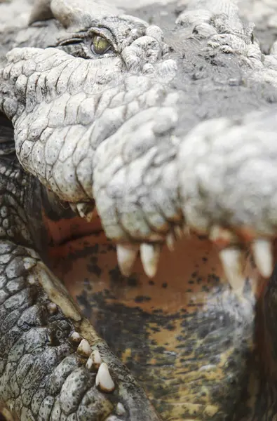 Crocodilo Nilo Com Mandíbulas Abertas Mpumulanga África Sul — Fotografia de Stock