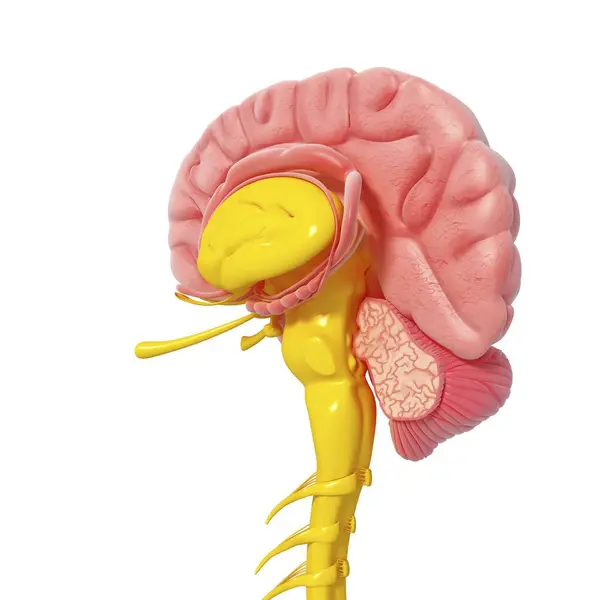 Anatomia della testa che rivela la struttura cerebrale — Foto Stock
