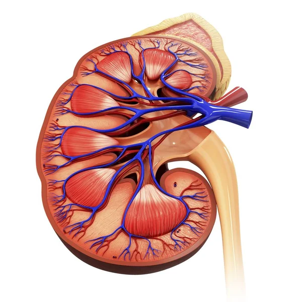 Nerki ludzkiej anatomii strukturalnych — Zdjęcie stockowe