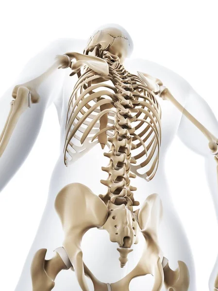 Human silhouette with skeletal system — Stock Photo, Image