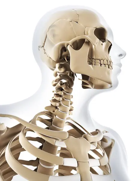 Структура плечевой кости человека — стоковое фото
