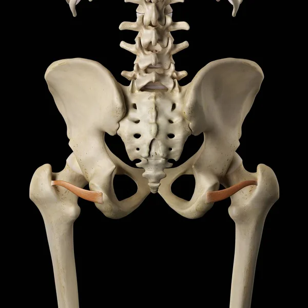 Músculos de la pelvis — Foto de Stock