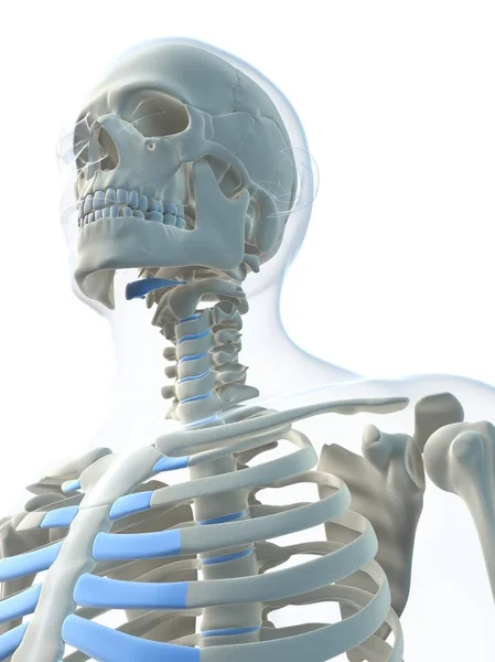 View of clavicle bones and skull — Stock Photo, Image