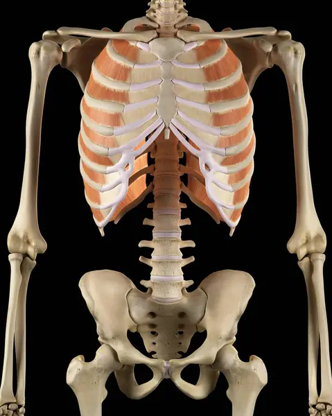 Muscoli toracici umani — Foto Stock