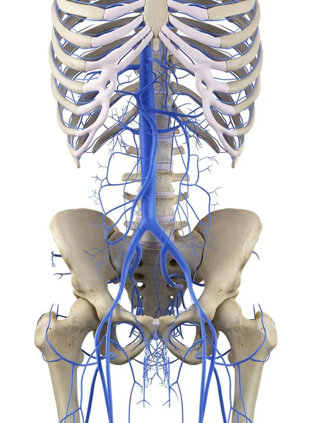 Sistema vascular de adultos saudáveis — Fotografia de Stock