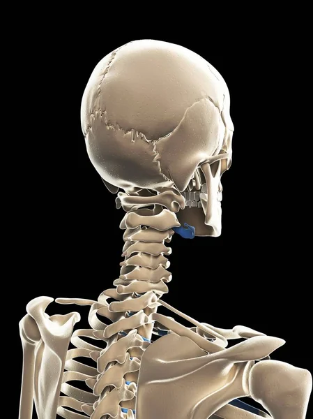 Ossos parietal e occipital — Fotografia de Stock