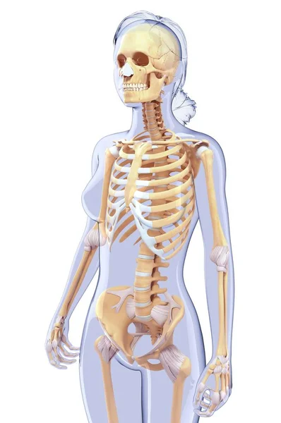 Skeletal system and anatomy of adult human — Stock Photo, Image