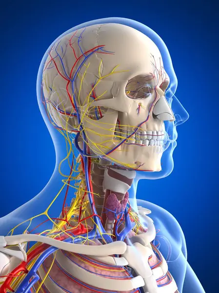 Артерии, вены и нервы головы человека — стоковое фото