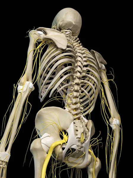Skelet en zenuwstelsel — Stockfoto