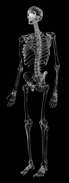 Human skeletal anatomy — Stock Photo, Image