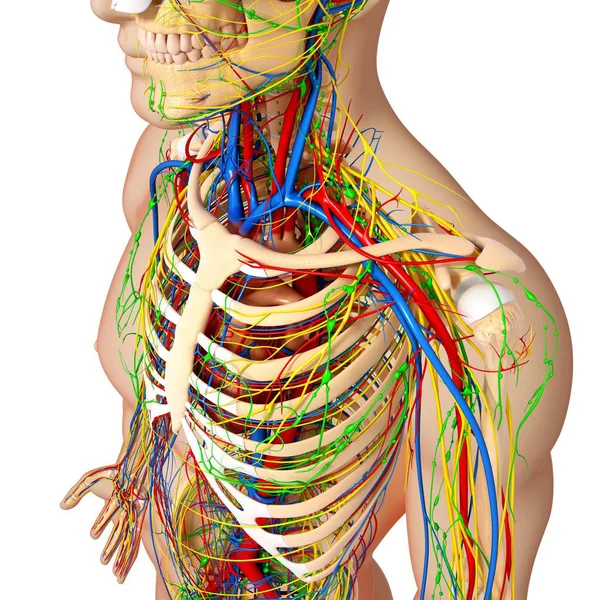 Sistemas nerviosos y circulatorios — Foto de Stock